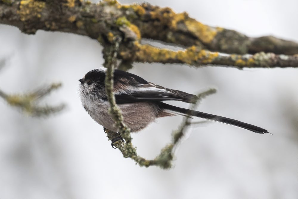 Sýkorka v zasneženej prírode v Nemecku