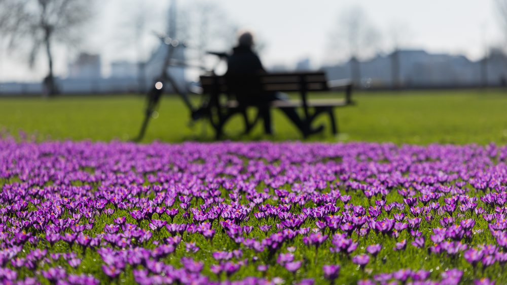 Rozkvitnuté šafrany v Düsseldorfe
