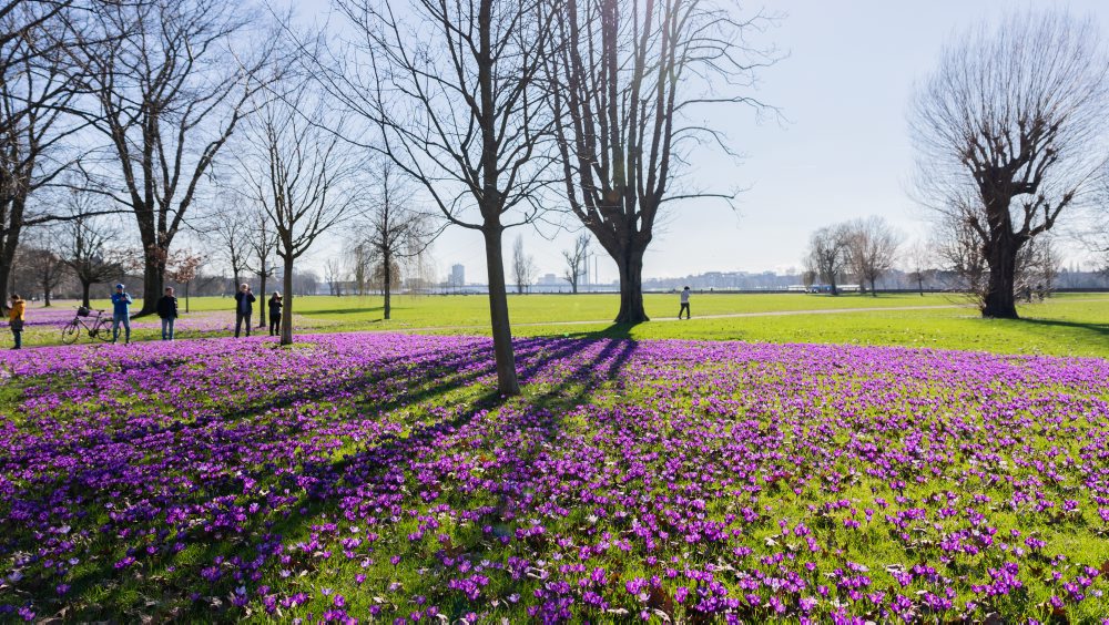 Rozkvitnuté šafrany v Düsseldorfe
