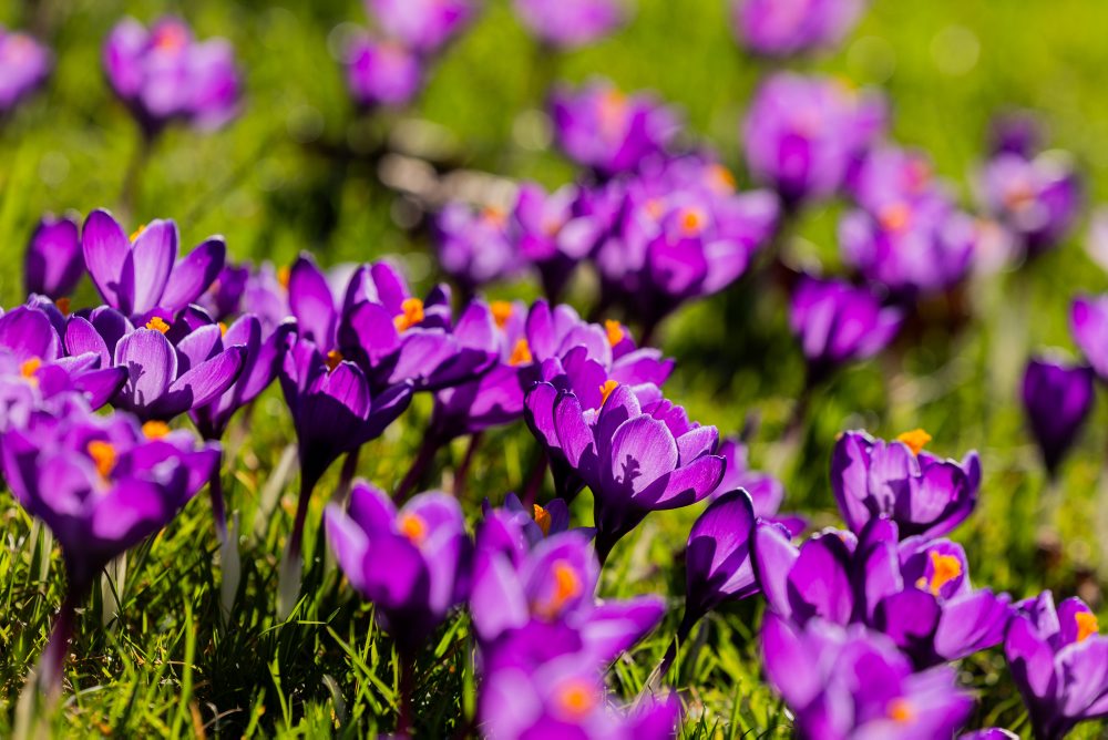 Rozkvitnuté šafrany v Düsseldorfe