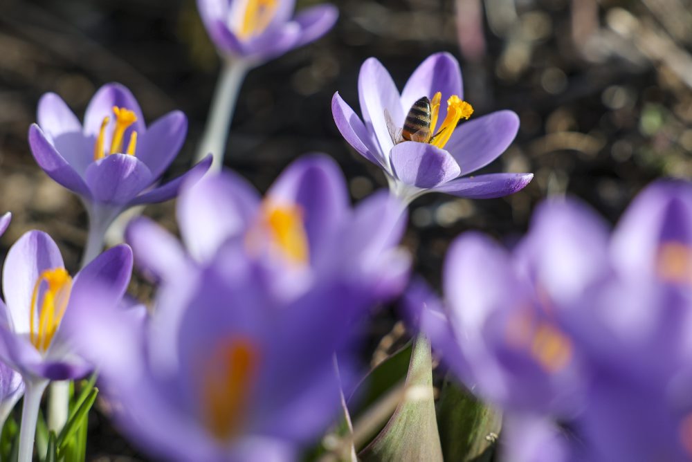 Jarné počasie v Nemecku 