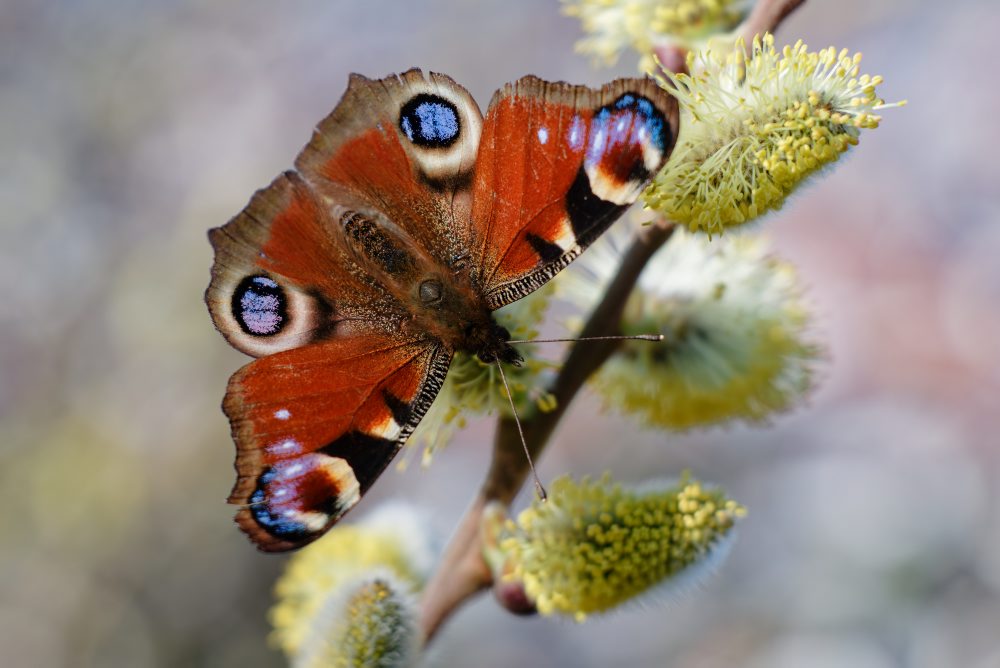 Jarné počasie v Nemecku 