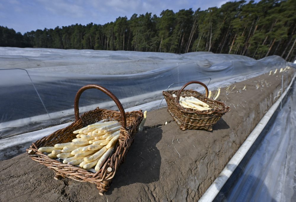 Oficiálny zber špargle v Brandenbursku 