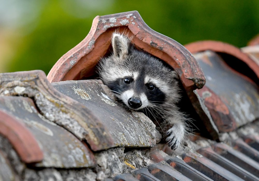 Medvedík čistotný v Berlíne