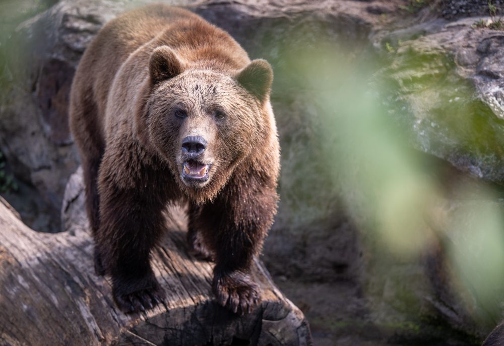 Medveď hnedý v berlínskej zoo