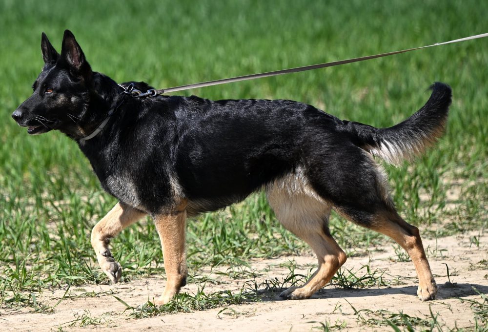 Vranov nad Topľou hostí majstrovstvá sveta v stopovaní psov z 21 krajín