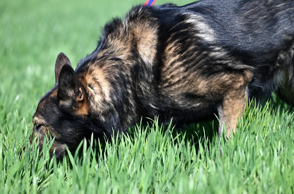 Vranov nad Topľou hostí majstrovstvá sveta v stopovaní psov z 21 krajín