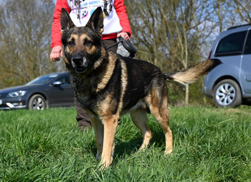 Vranov nad Topľou hostí majstrovstvá sveta v stopovaní psov z 21 krajín
