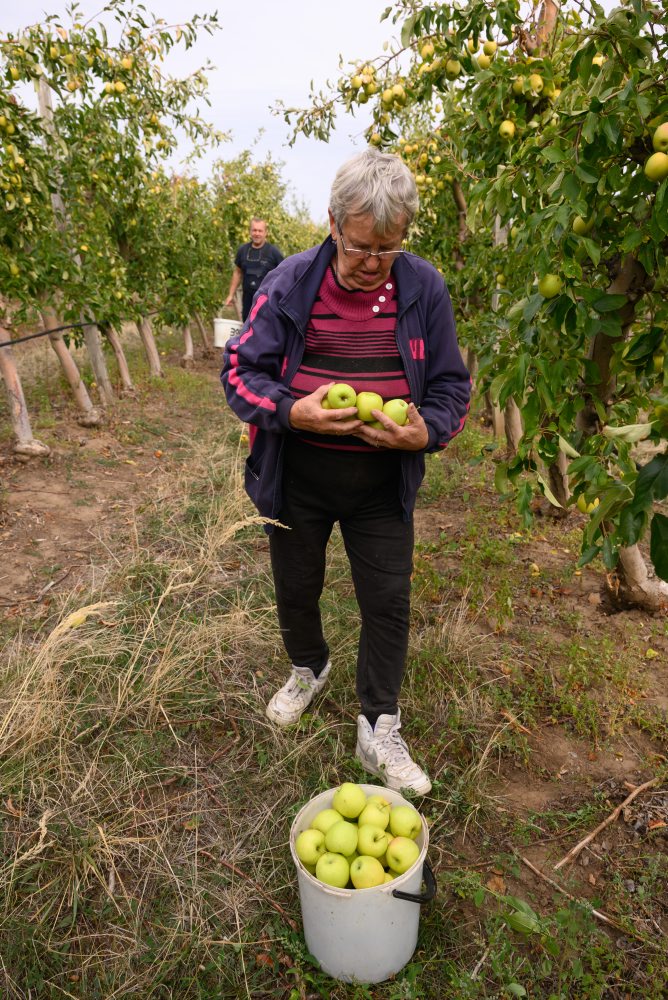 Zber jabĺk v sade Novosad v katastri obce Cabaj-Čápor