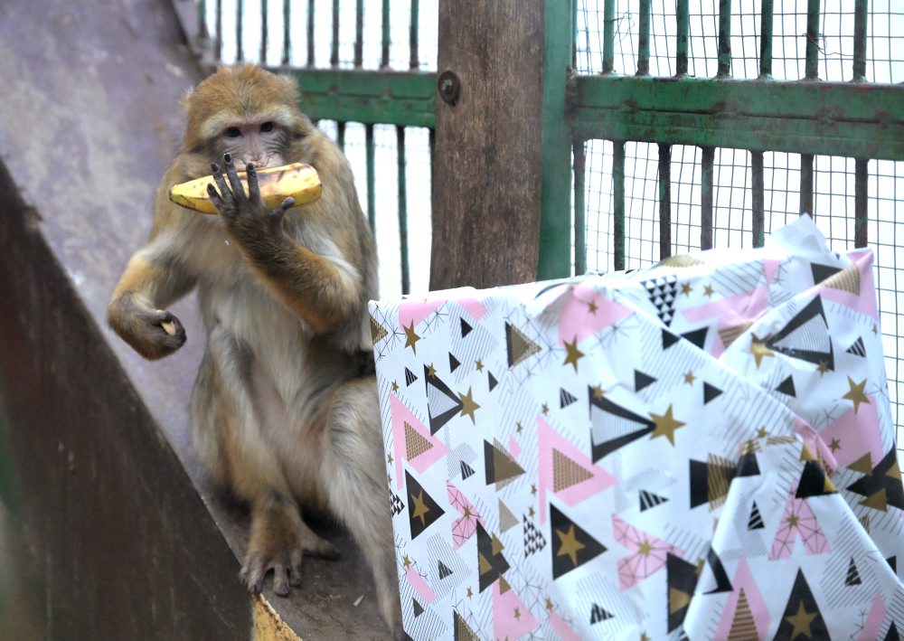 V košickej ZOO zvieratá dostali vianočné darčeky