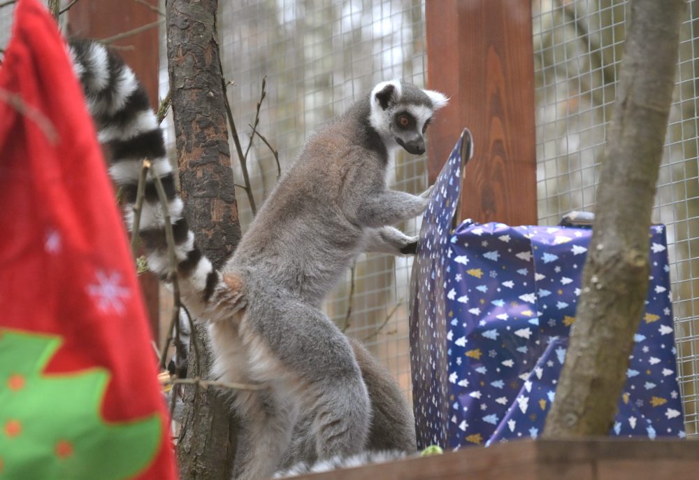 V košickej ZOO zvieratá dostali vianočné darčeky