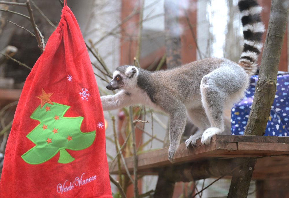 V košickej ZOO zvieratá dostali vianočné darčeky
