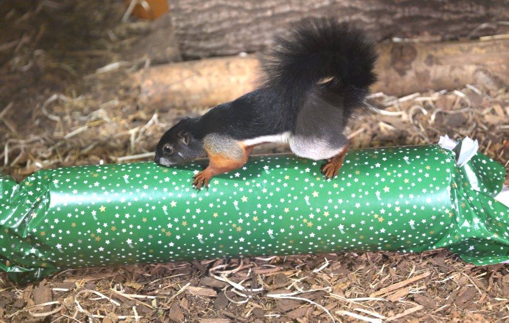 V košickej ZOO zvieratá dostali vianočné darčeky