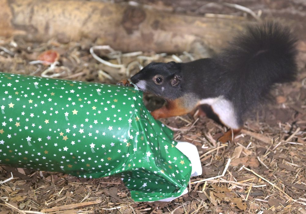 V košickej ZOO zvieratá dostali vianočné darčeky