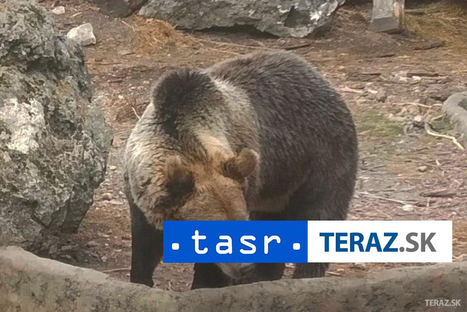 Medvedica s mláďatami v meste: Vo Svite sa prechádzali medzi bytovkami
